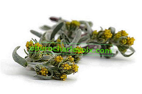 Alpski pelin (Artemisia umbelliformis)