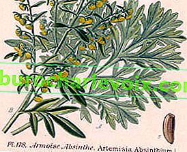 Полин гіркий (Artemisia absentium)