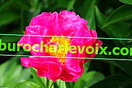 Božur hibrid Royal Rose