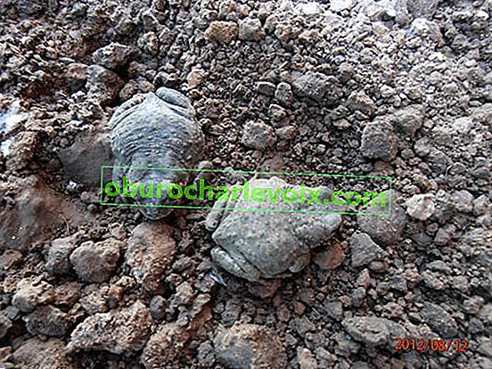 Zelené ropuchy žijí ve skalkách pod plochými kameny.  Barva těla je šedivá se zelenými skvrnami.