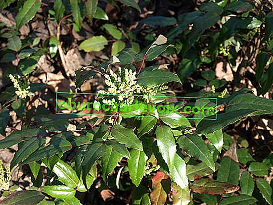 Магонія падуболистная (Mahonia aquifolia)