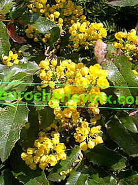 Магонія падуболистная (Mahonia aquifolia)
