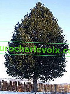 Borovice sibiřská (Pinus sibirica)