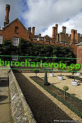 Hampton Court.  Vrt staklenika s egzotičnim drvećem iz staklenika
