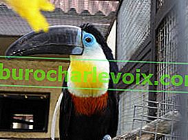 Toucan-ariel