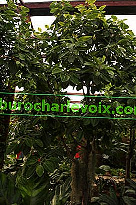Ficus bengálský