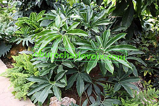 Philodendron goeldii Zabavna punđa
