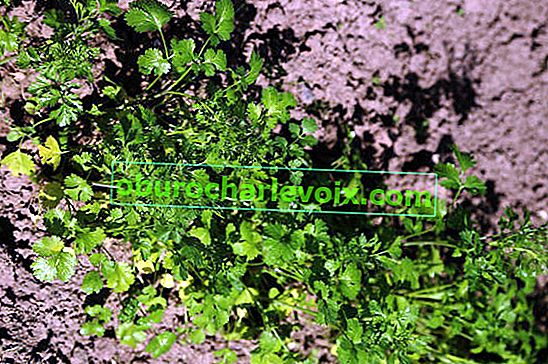 Sjetva korijandera (Coriandrum sativum)
