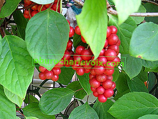 Schisandra čínská (Schisandra chinensis)