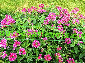 Verbena Hybrid Endurascape Hot Pink