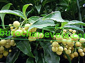 Ardisia crenate (белоплодна форма)