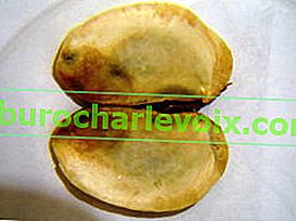 Два котиледона със семена от манго