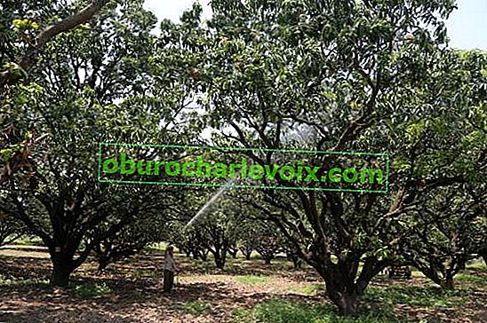Плантация манго в Моголските градини на Pingjor