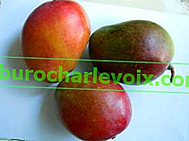 Плоди манго асиметричні, 