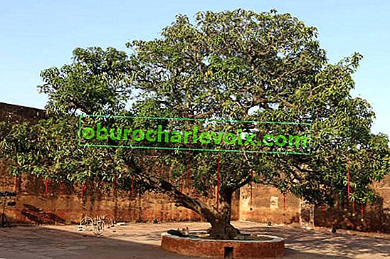 Старо дърво от манго във форта Джайгар в Джайпур