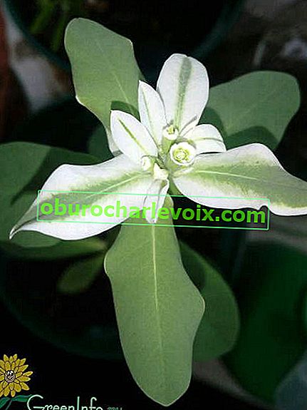 Bordered sütleğen (Euphorbia marginata)