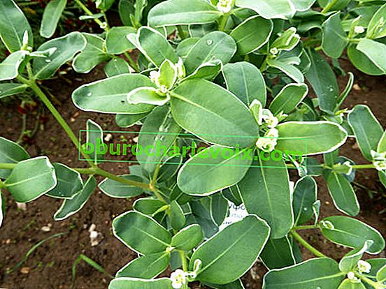 Euphorbia marginata Dağda Kar