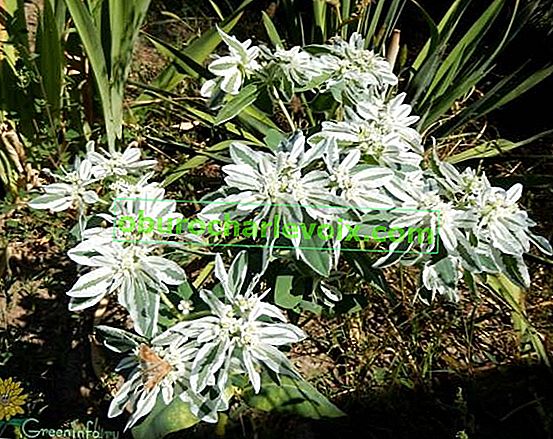 Bordered sütleğen (Euphorbia marginata)
