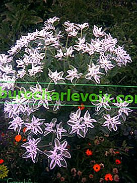 Omeđena mlakota (Euphorbia marginata)