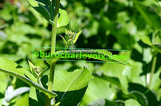 Elecampane висок (Inula helenium)