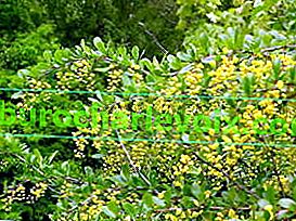 Носеща берберис (Berberis sphaerocarpa)