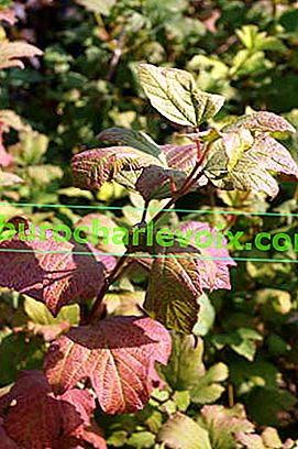 Viburnum vulgaris Buldenezh (Roseum), есенен цвят на листата
