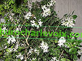 Murraya paniculata (Murraya paniculata)