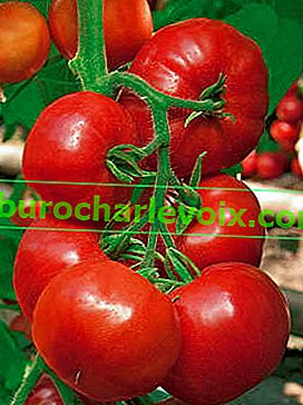 Tomato F1 Khan