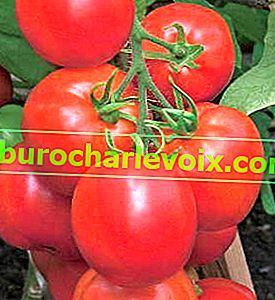 Tomato F1 Shustrik