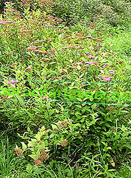 Japonská spirea (Spiraea japonica)
