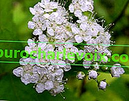 Спірея японська Ovalifolia