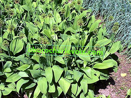 Vítězná cibule (Allium victorialis)