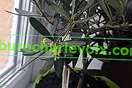 Европейска маслина (Olea europaea)