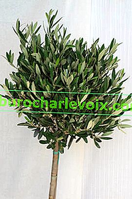 Европейска маслина (Olea europaea) на стъбло