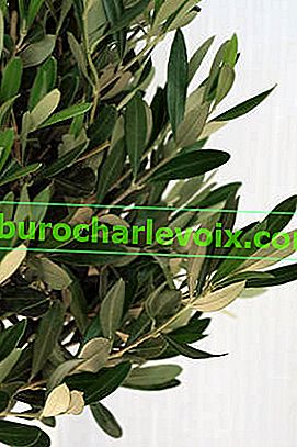 Evropská oliva (Olea europaea)