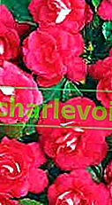 Diadem Rose - svijetli jednobojni cvjetovi