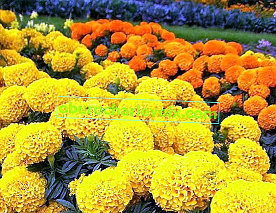 Marigolds Beatles oranžová a žlutá