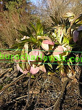 Errötende Nieswurz (Helleborus purpurascens)