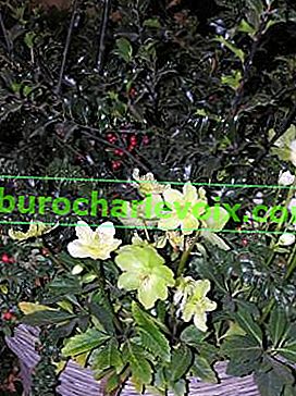 Čemeřice černá (Helleborus niger)