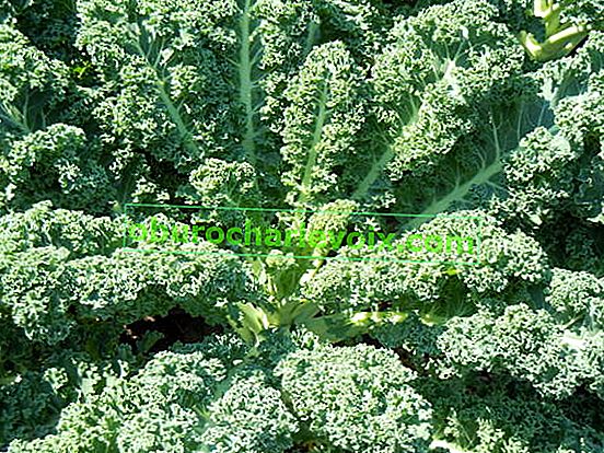 Kelj (Brassica oleracea var.sabellica)