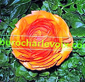 Ranunculus afriška oranžna