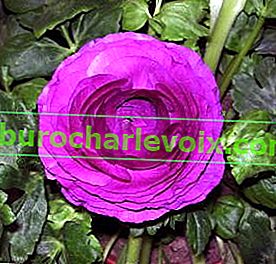 Ranunculus afriška vijolična