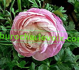 Ranunculus afriški svetlo roza