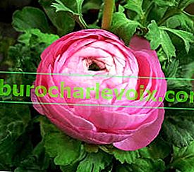 Ranunculus africká růžová