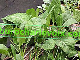 Pěstujte sazenice bílého zelí