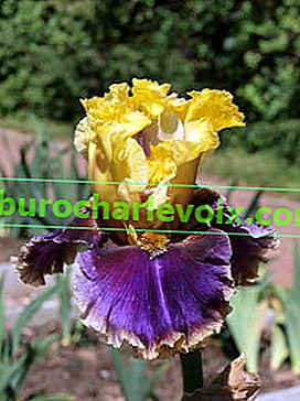 Iris bahçesi Karnaval Kapari