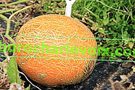 Melone F1 Schatz