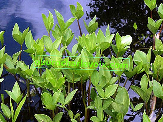 Трилистен часовник (Menyanthes trifoliata)