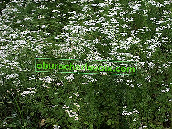 Sjetva korijandera (Coriandrum sativum)