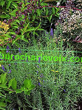 Levandule úzkolistá (Lavandula angustifolia)